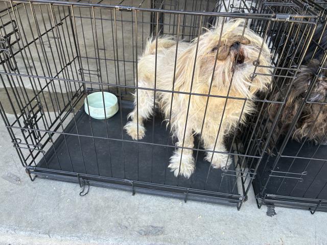 Adoptable Dog