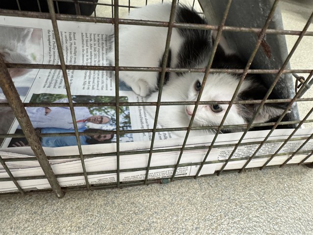 Adoptable Cat