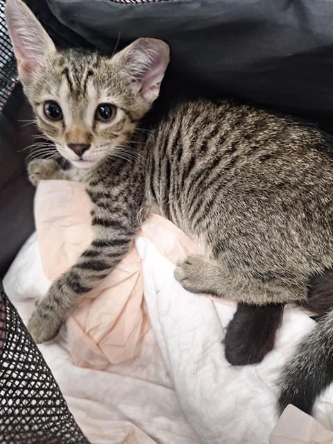 Adoptable Cat