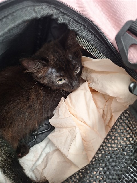 Adoptable Cat