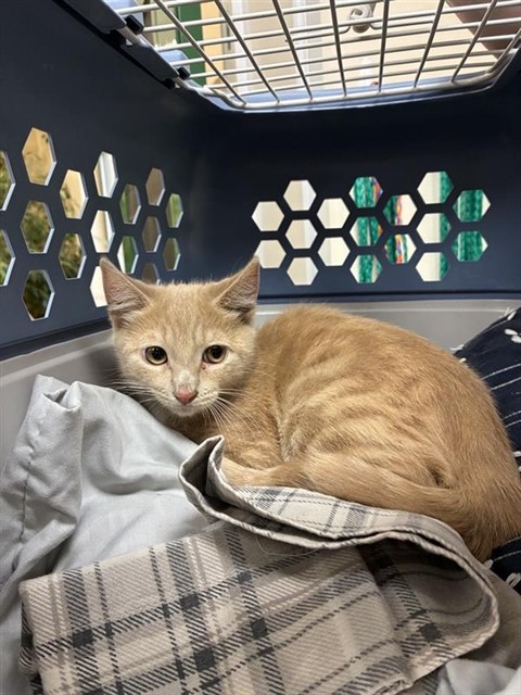 Adoptable Cat