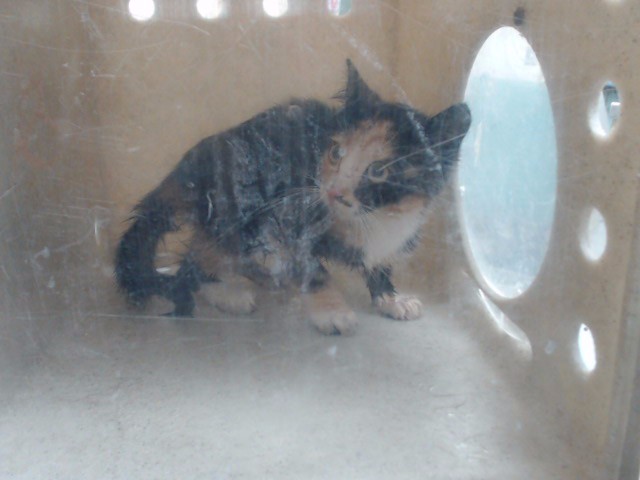 Adoptable Cat