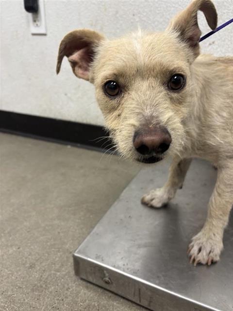 Adoptable Dog