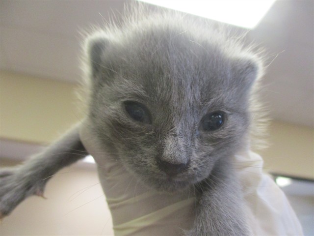 Adoptable Cat