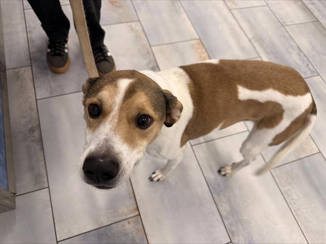 Adoptable Dog