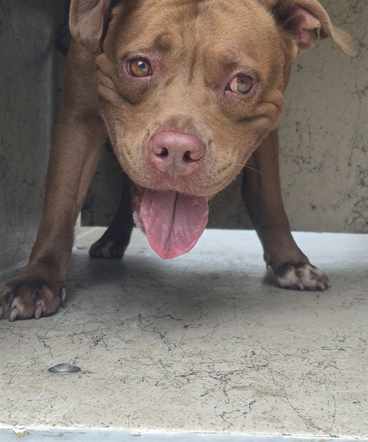 Adoptable Dog