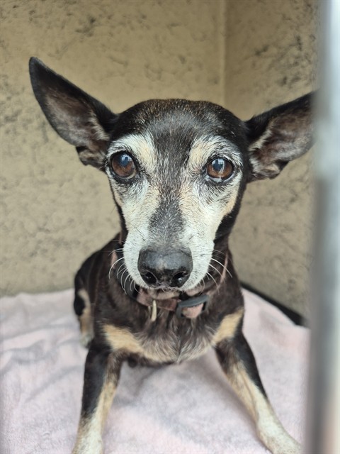 Adoptable Dog