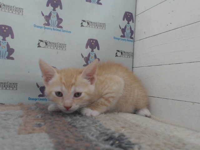 Adoptable Cat