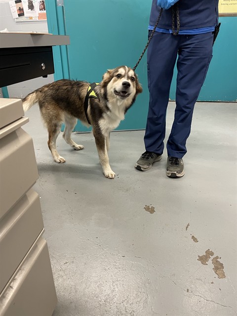 Adoptable Dog
