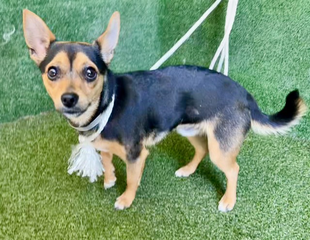 Adoptable Dog