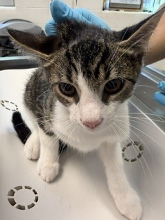 Adoptable Cat
