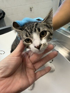 Adoptable Cat