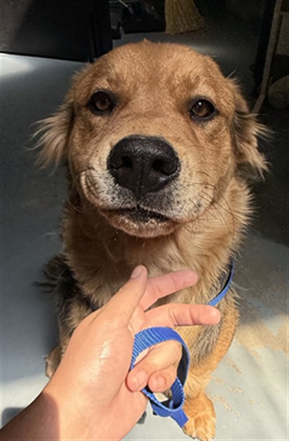 Adoptable Dog