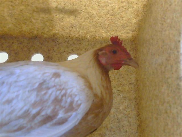 Adoptable Bird