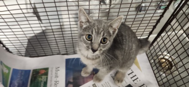 Adoptable Cat