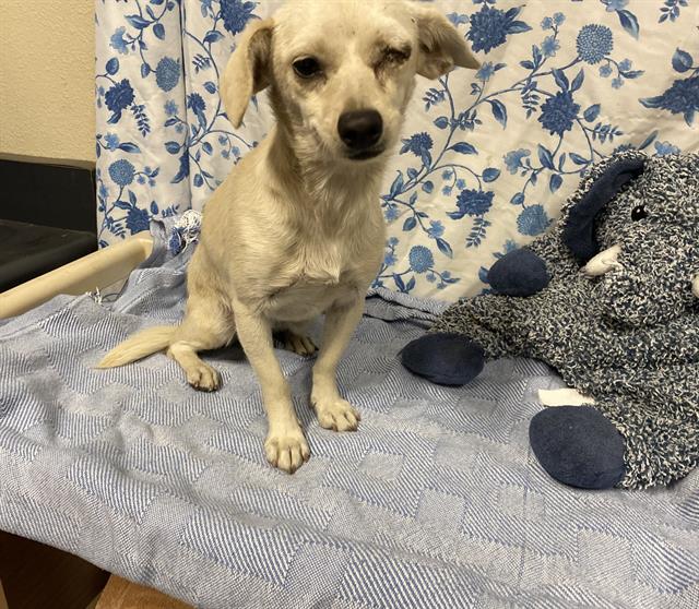 Adoptable Dog