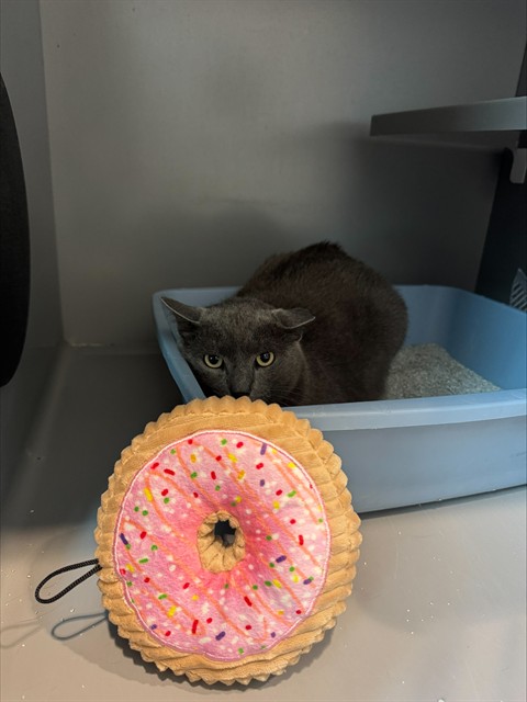 Donut