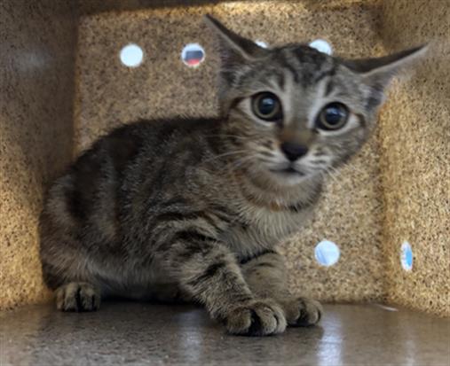 Adoptable Cat