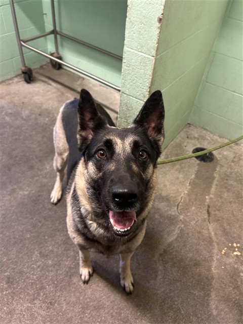 Adoptable Dog