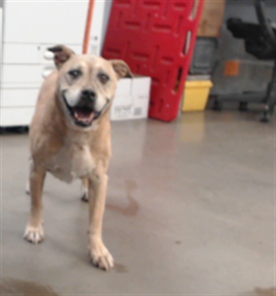 Sadie