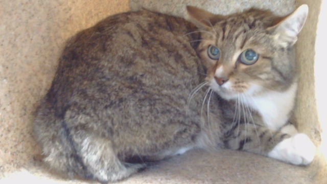 Stanley