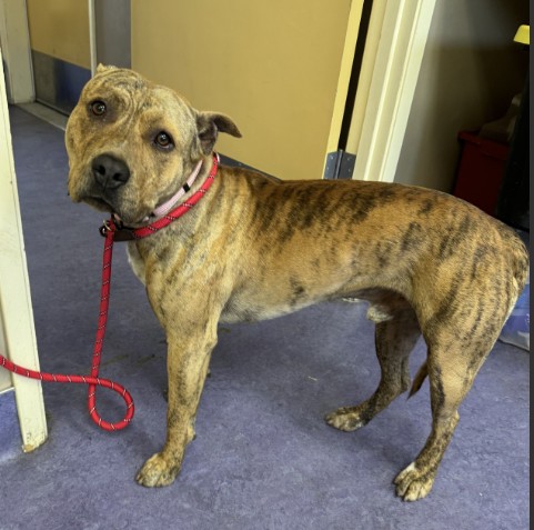 Adoptable Dog