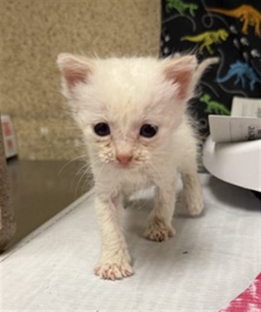Adoptable Cat