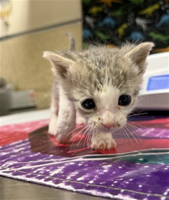 Adoptable Cat