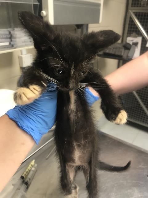 Adoptable Cat