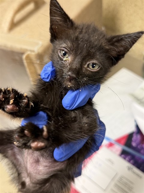 Adoptable Cat