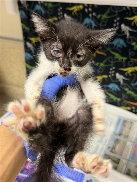 Adoptable Cat