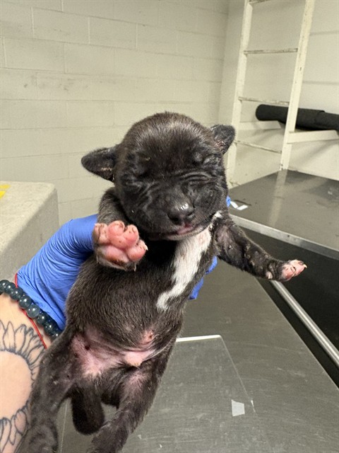 Adoptable Dog