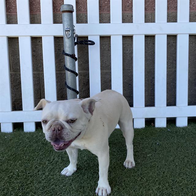 Adoptable Dog