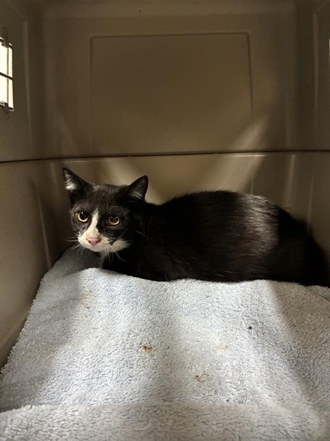 Adoptable Cat