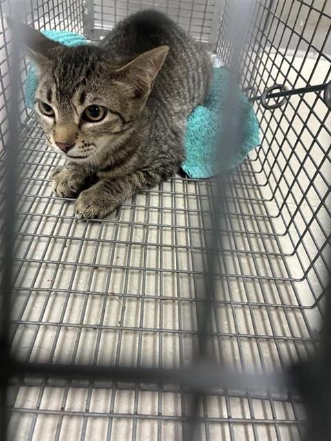 Adoptable Cat
