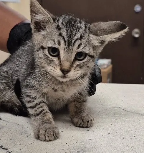 Carl