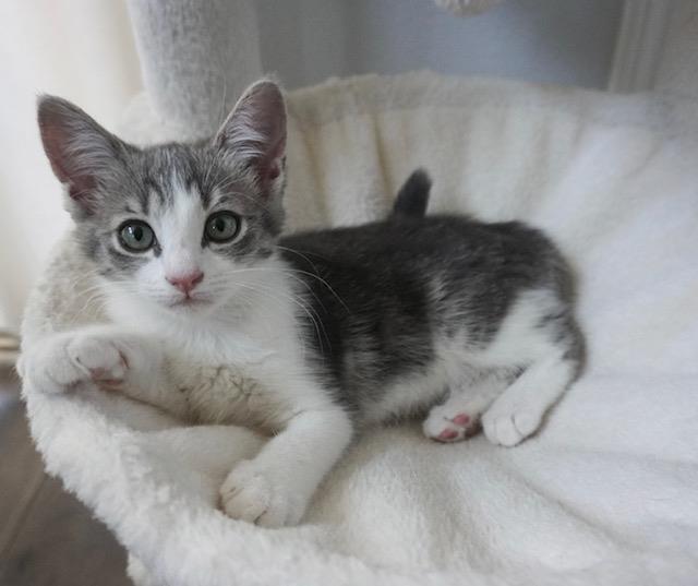 Evie