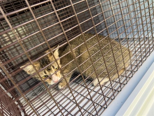 Adoptable Cat