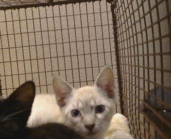 Adoptable Cat