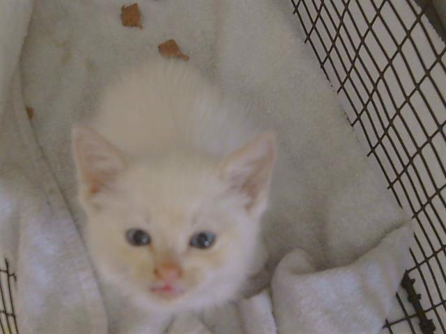 Marshmellow