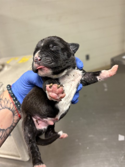 Adoptable Dog