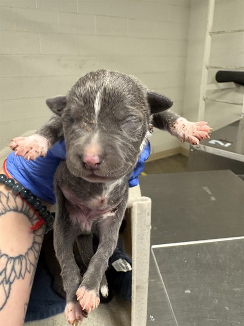 Adoptable Dog