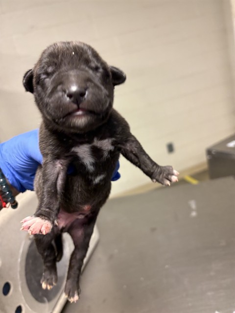 Adoptable Dog