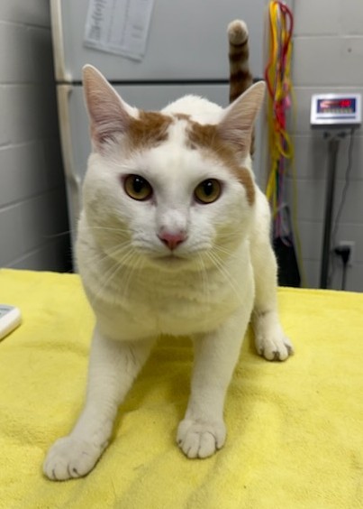 Whitey