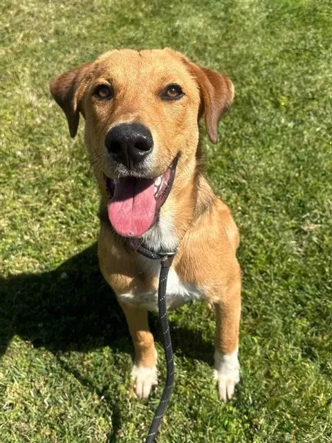 Cooper
