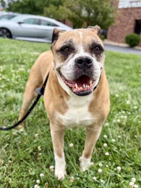 Lulu