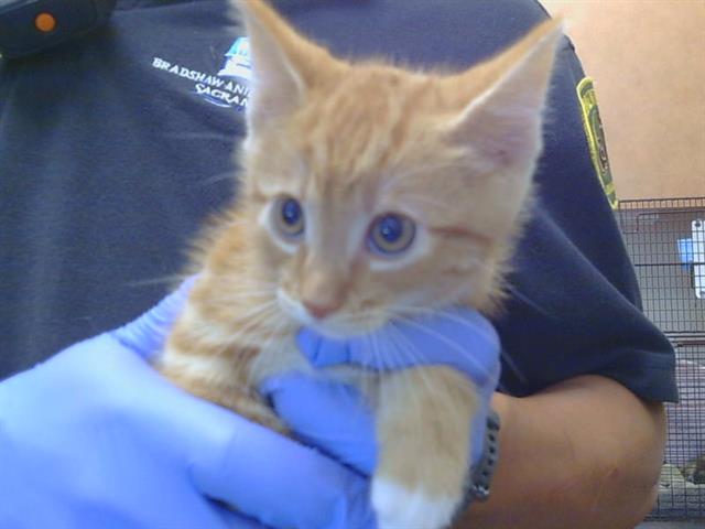 Adoptable Cat
