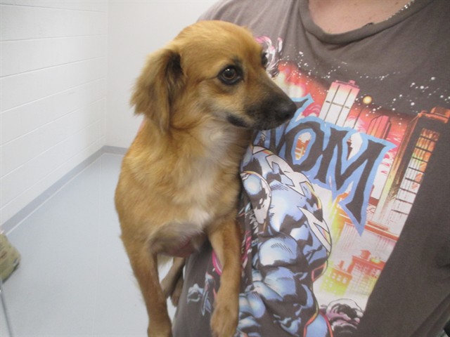 Adoptable Dog
