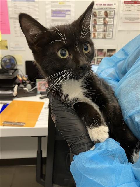 Adoptable Cat