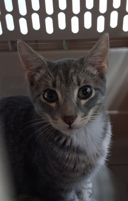 Timmy